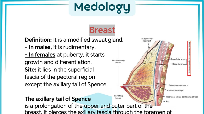 Anatomy L8: Comprehensive Overview of Breast Structure and Function ...