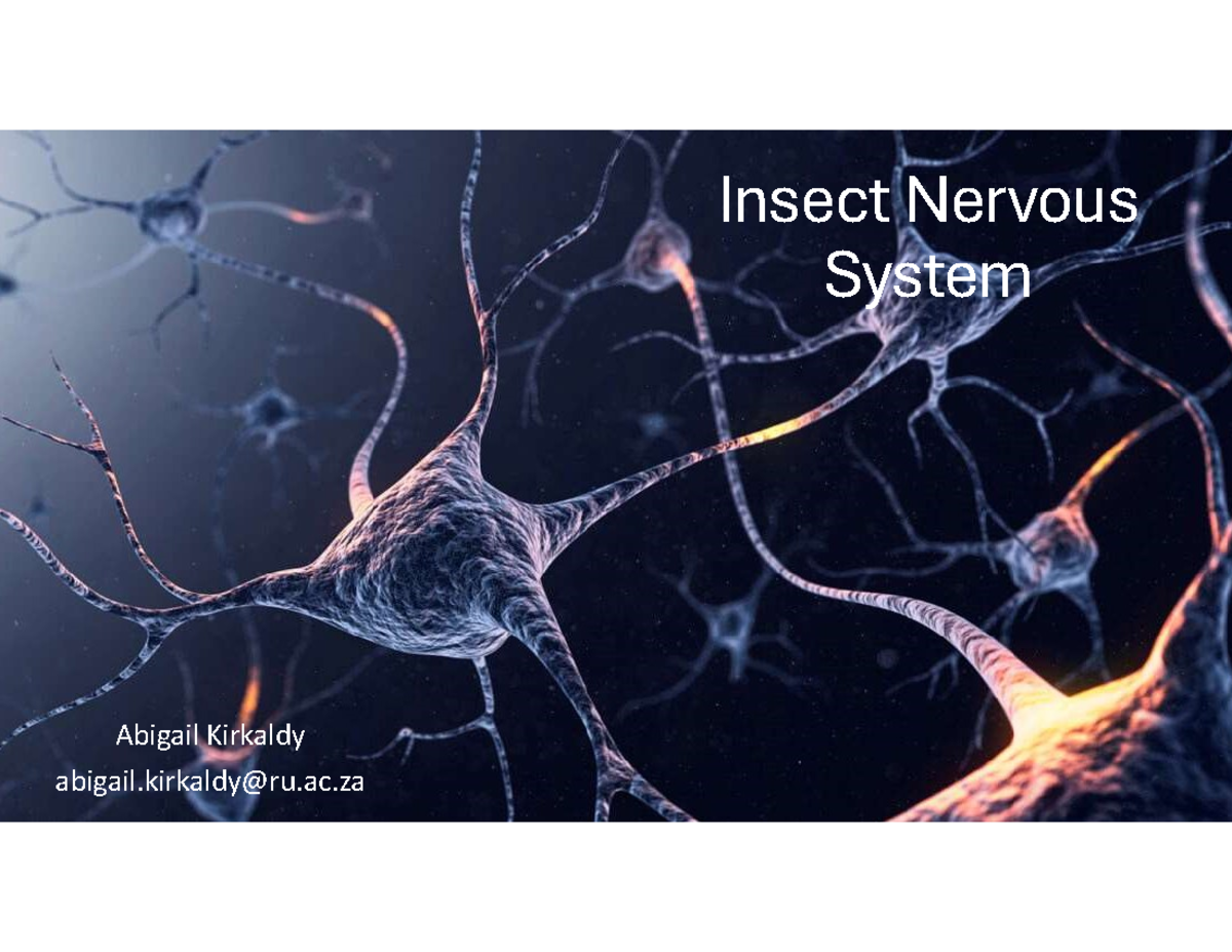Lecture 4: Insect Nervous System and Sensory Control (BIO 101) - Studocu