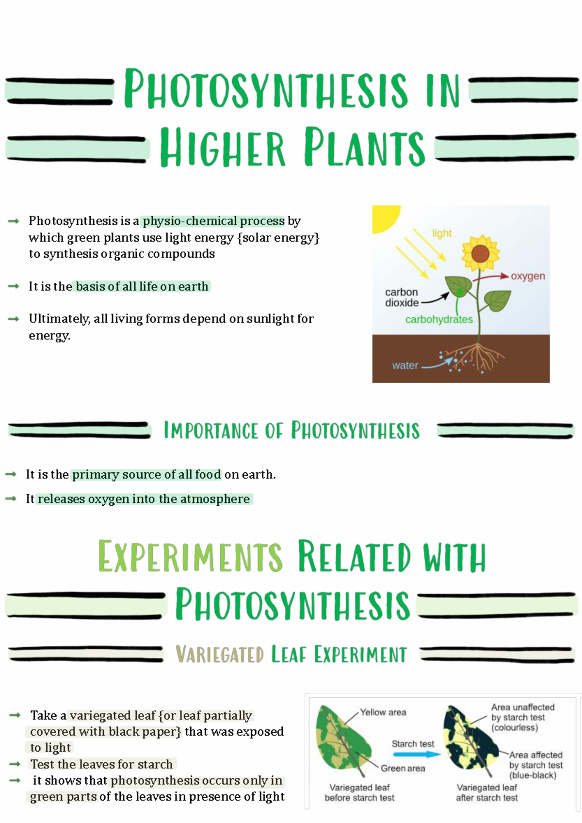 Photosynthesis in Higher Plants: Mechanisms and Pathways - Studocu