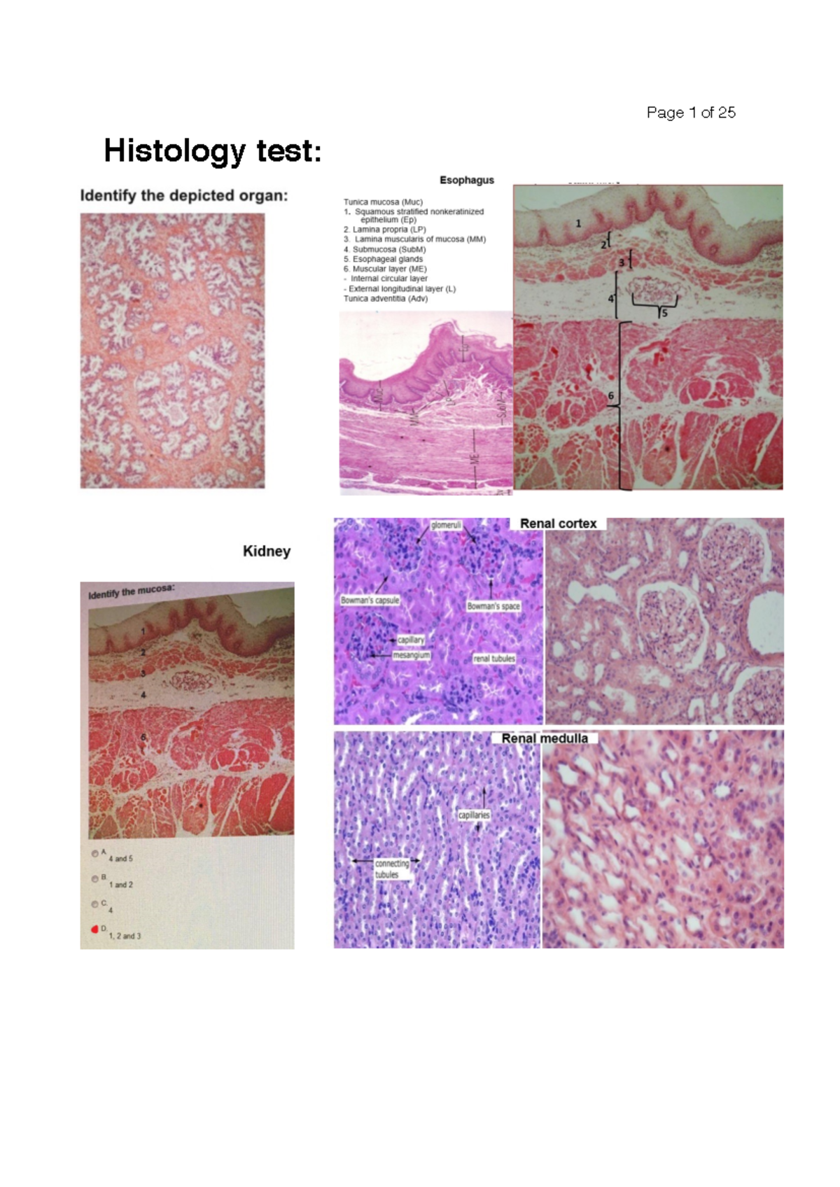 Histology test colour öffnen - Human Anatomy and Histology - Histology ...
