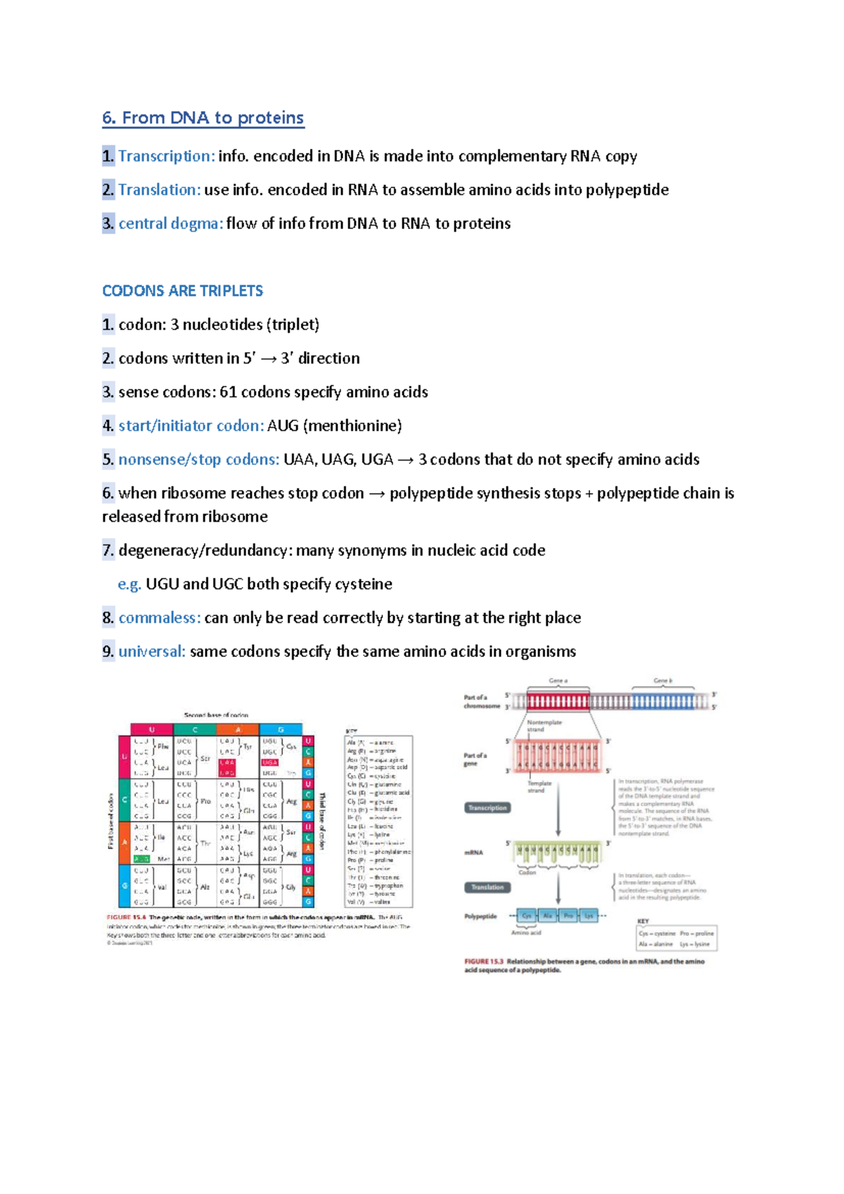 6. From DNA to Proteins: Transcription and Translation Notes - Studocu