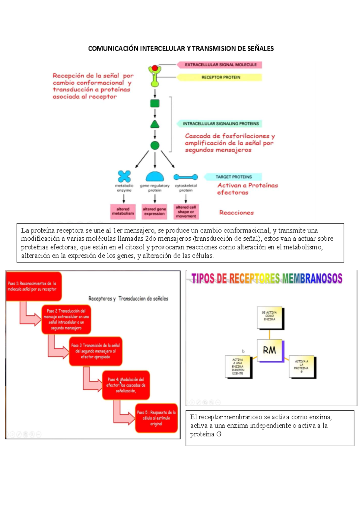 Comunicación Intercelular y Transmisión de Señales 241004 - 102516 ...