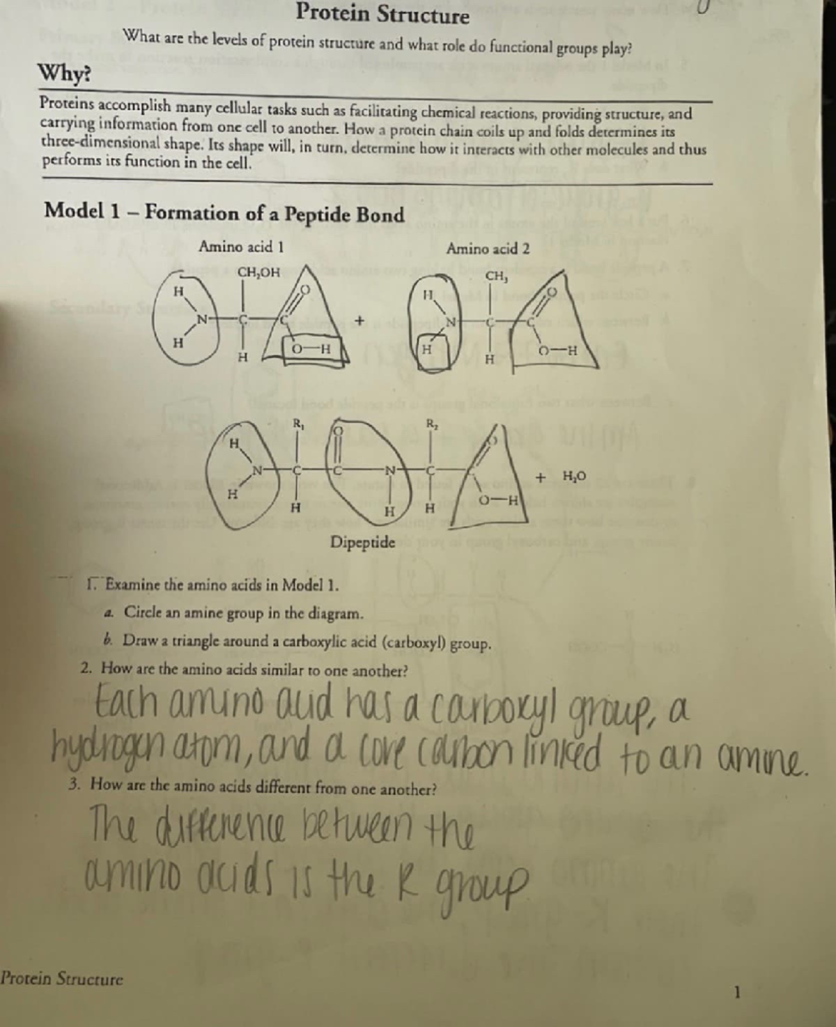 Protein Structure Worksheet: Understanding Levels and Bonds - Studocu