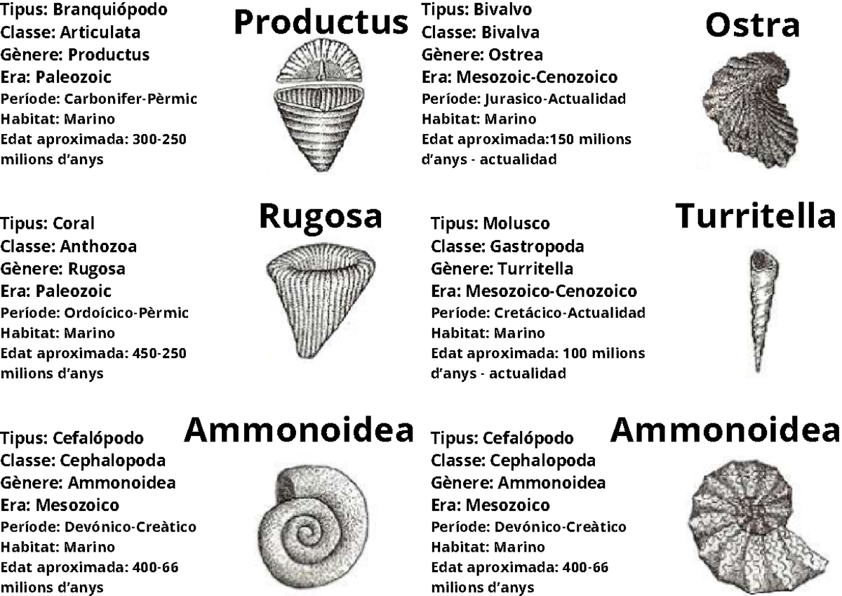 Tipus Branquiópodo Classe Articulata Gènere Productus Era Paleozoic ...