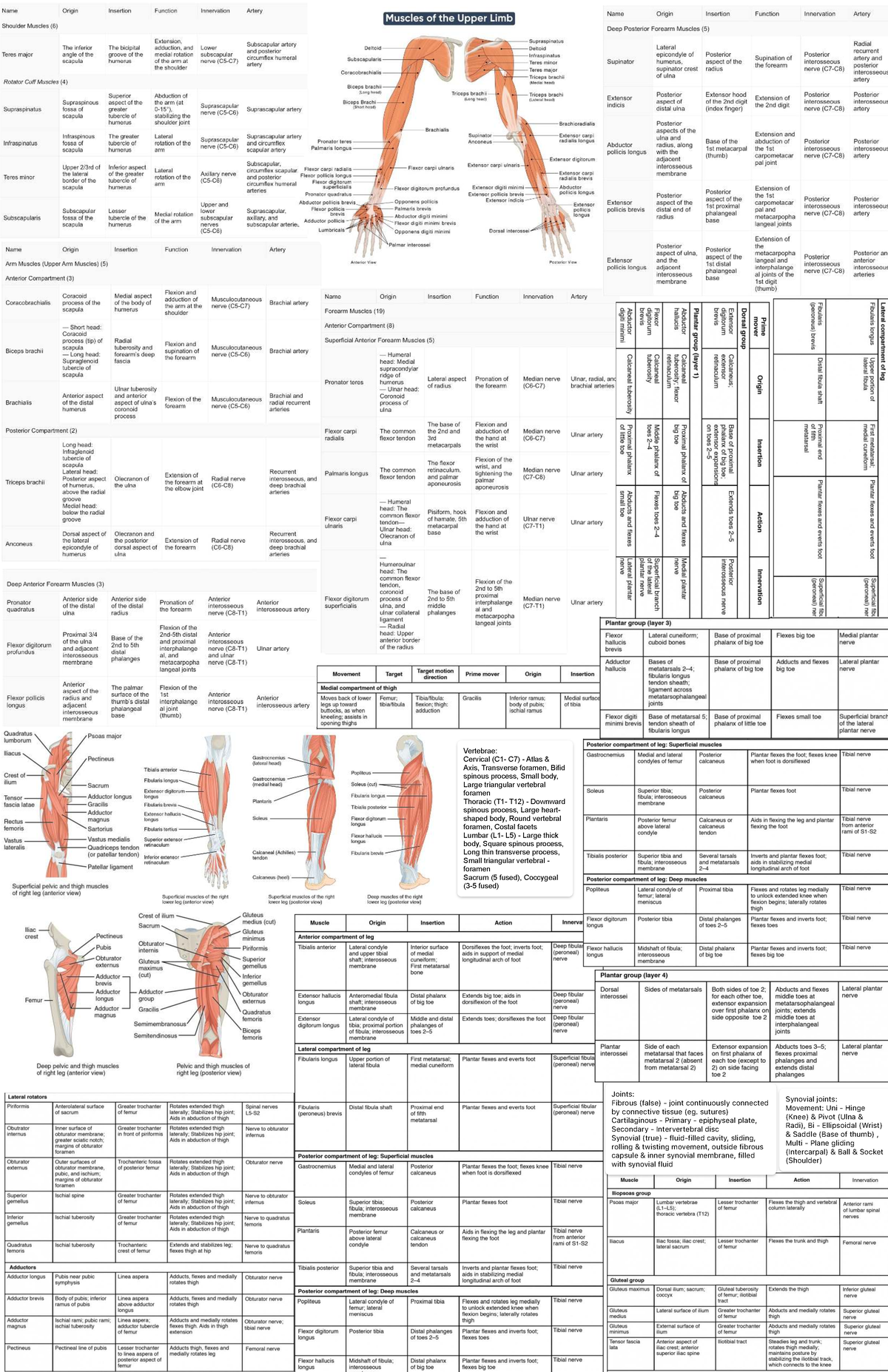Anatomy Final Exam Cheat Sheet: Vertebrae & Joints Overview - Studocu
