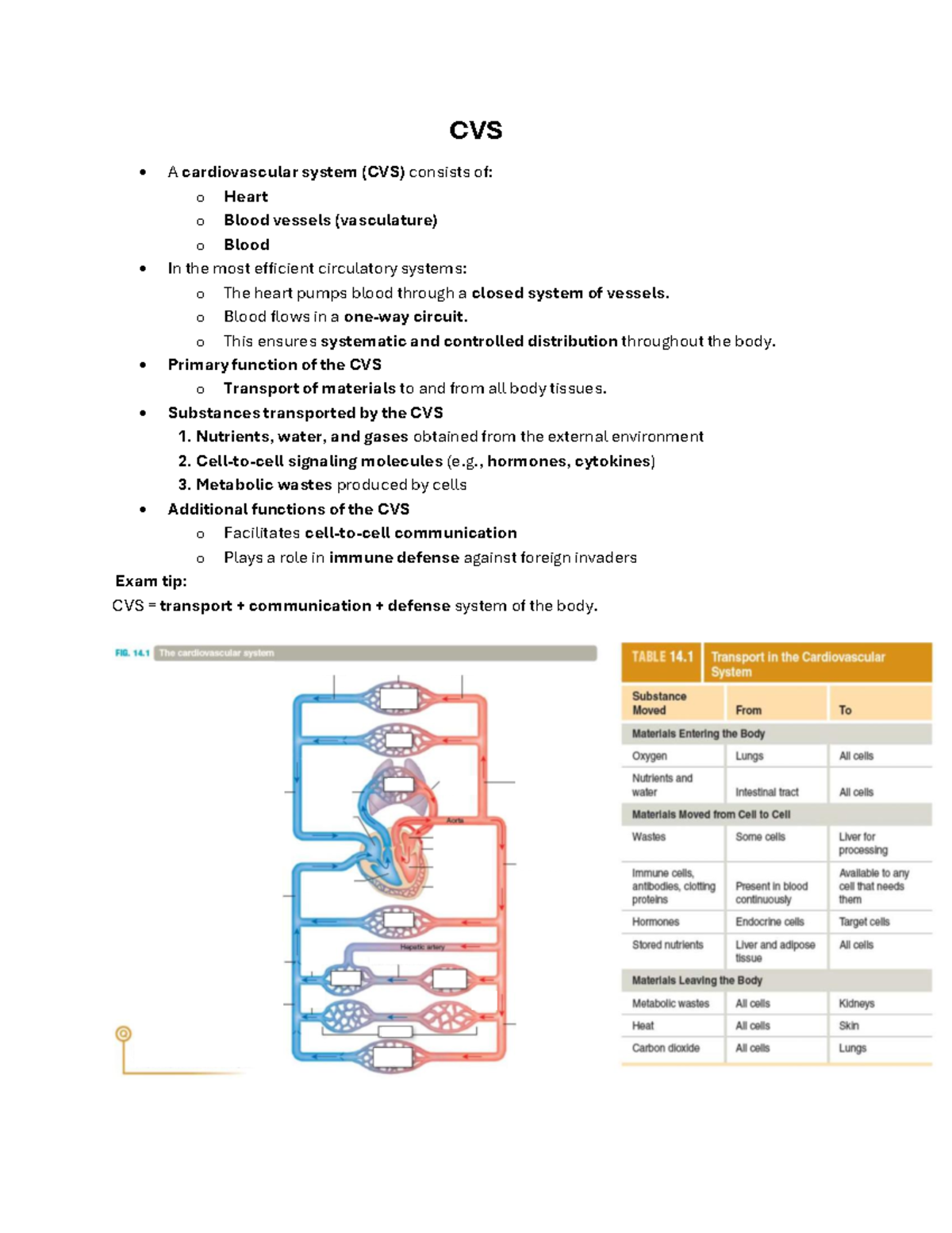 CVS 101: Comprehensive Notes on Cardiovascular Physiology - Studocu