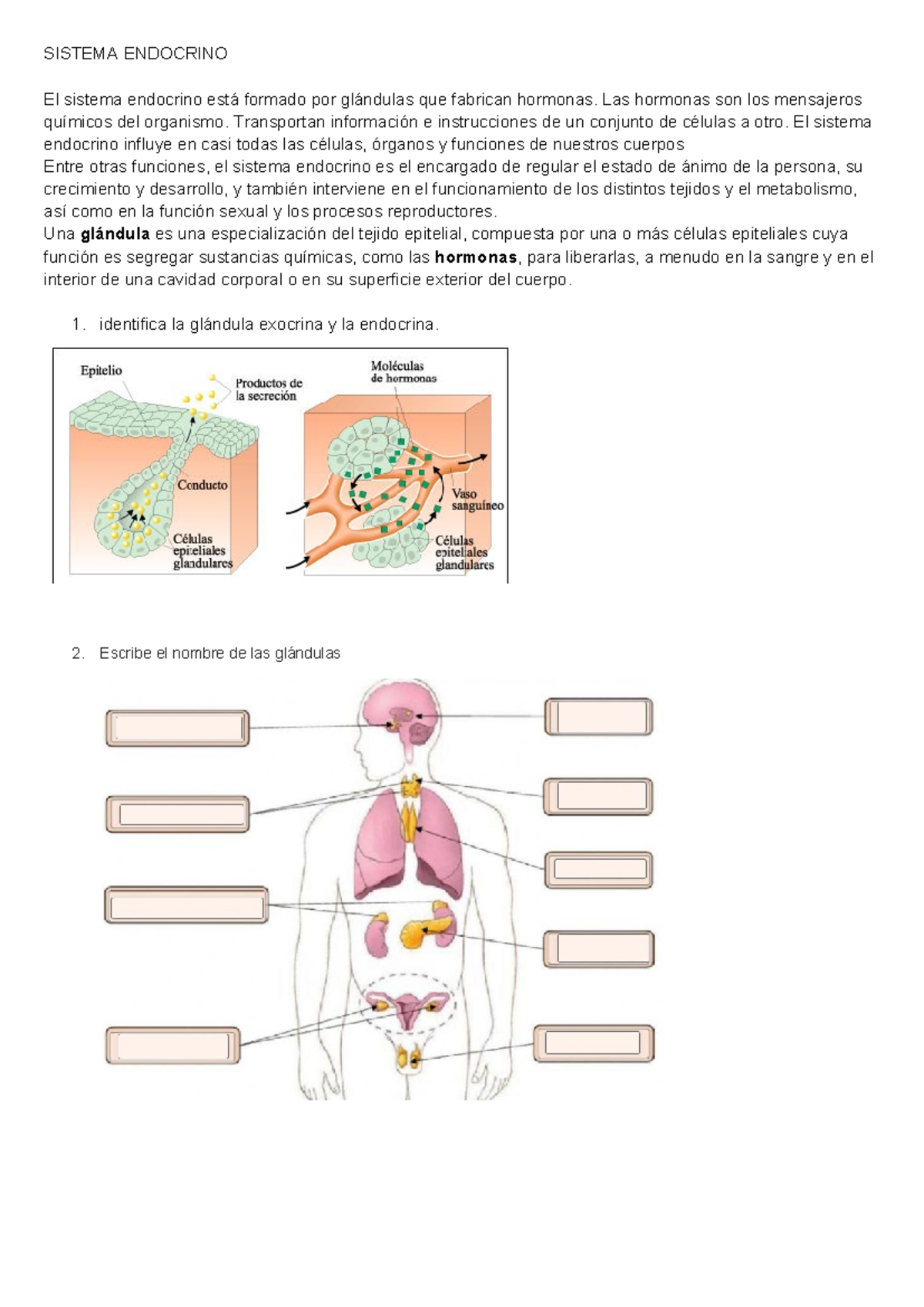 Sistema Endocrino - Apuntes sobre Hormonas y Glándulas - Studocu