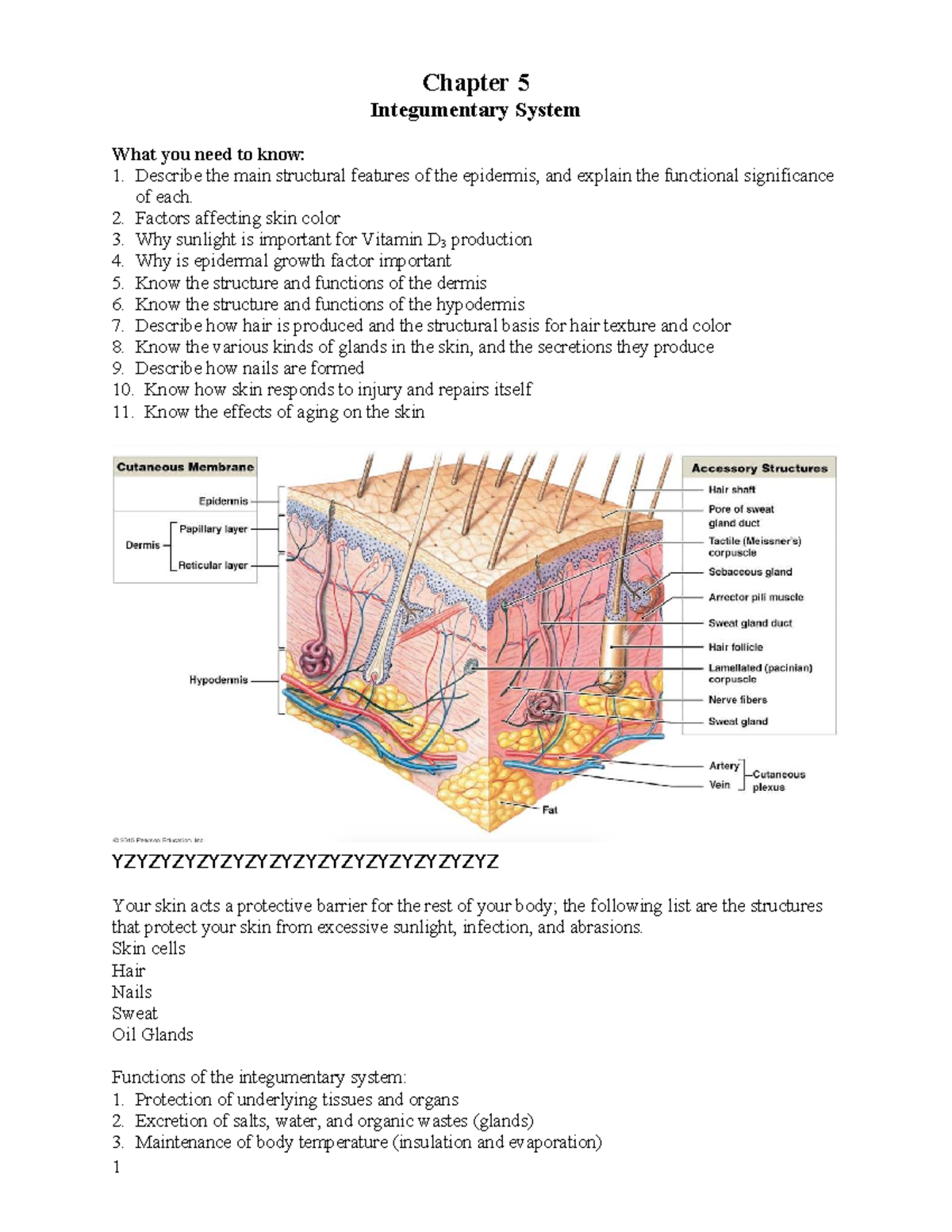 Integumentary System Overview: Structure, Functions & Aging Effects ...