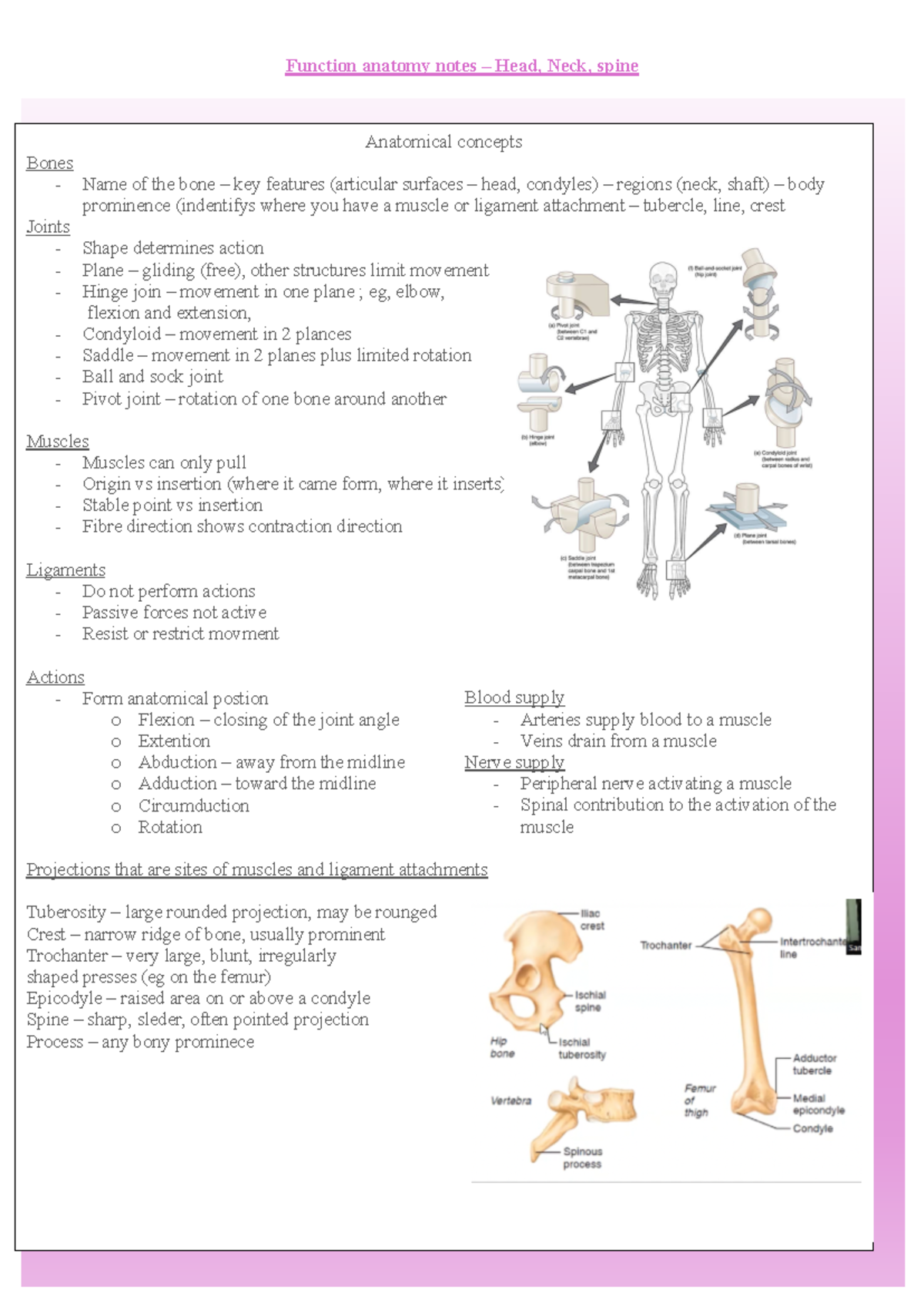 Functional Anatomy of the Head, Neck & Spine - Anatomical Concepts ...