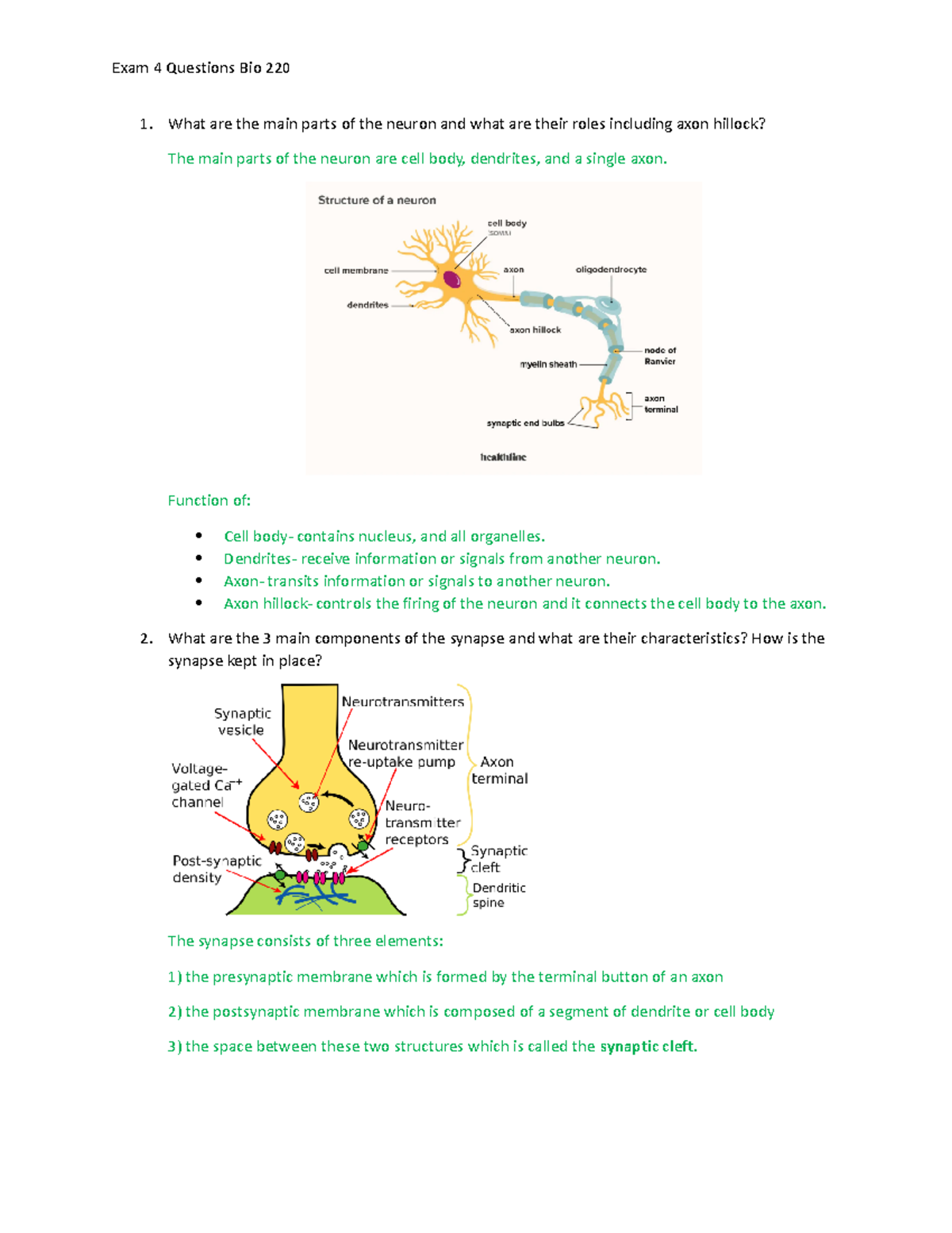 Bio 220 - Exam 4 Study Guide: Neurons and Synapses Explained - Studocu