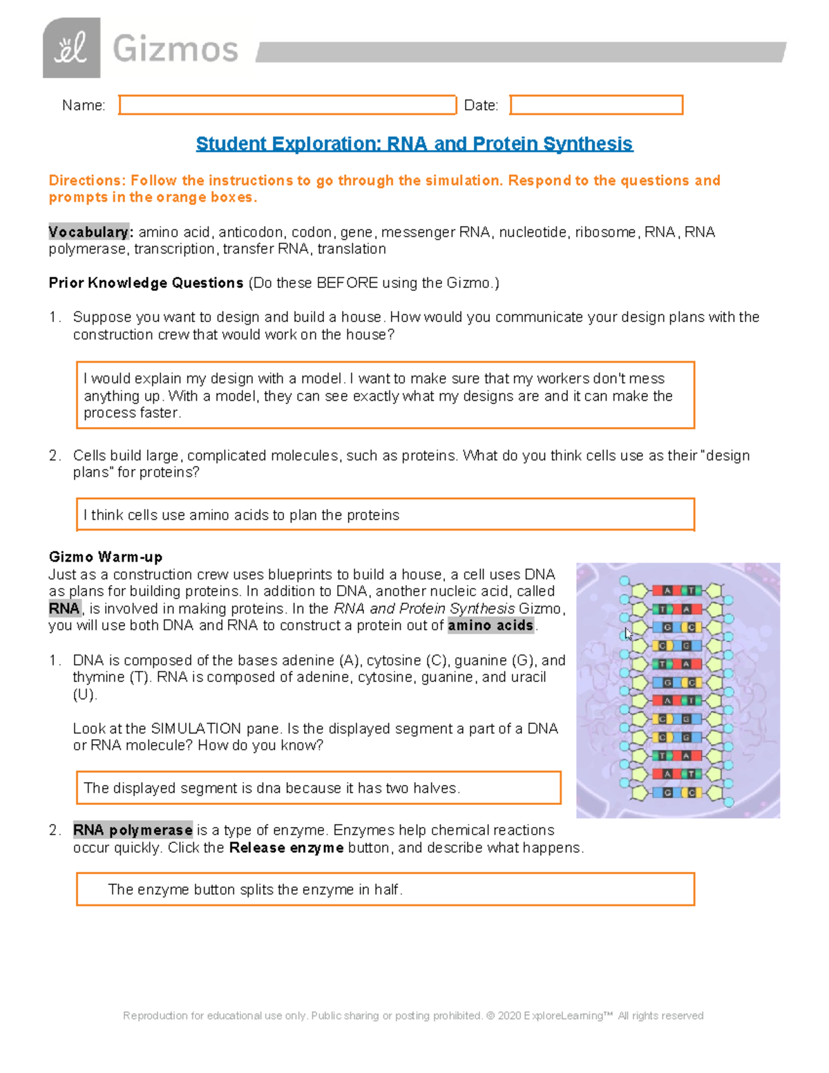protein simulation gizmo - Name: Date: Student Exploration: RNA and ...