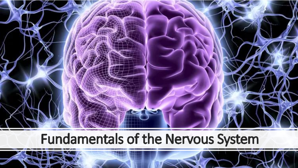 Nervous System Overview: Components, Functions, and Glial Cells ...
