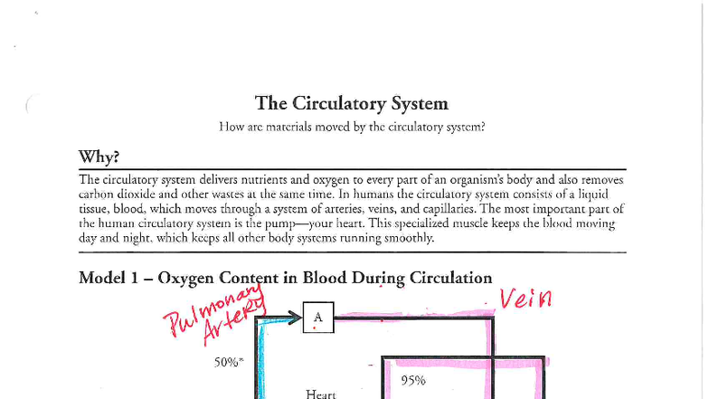 Circulatory System Overview: Key Concepts and Blood Oxygen Dynamics ...