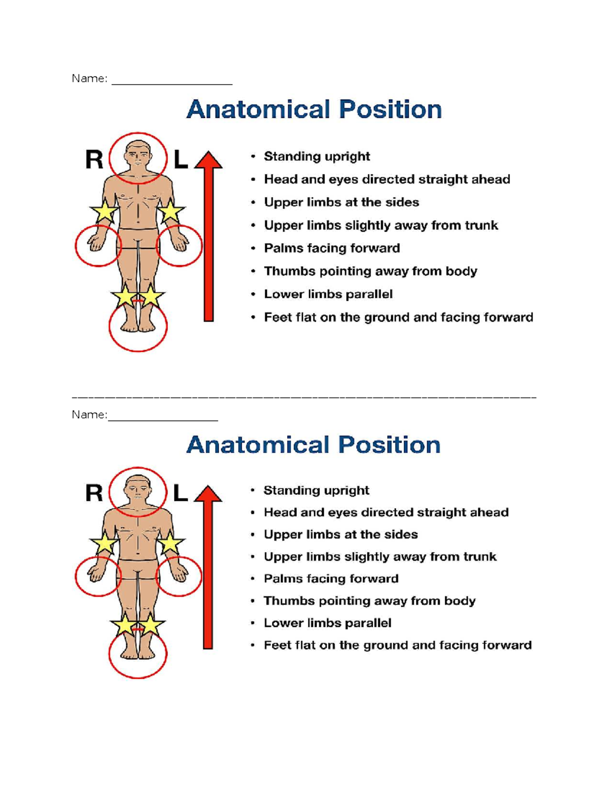 Anaphy Lab 1 - Anatomical Position Overview - Studocu