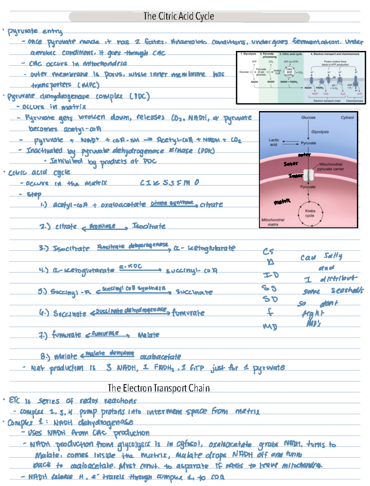 Citric Acid Cycle and Electron Transport Chain Overview - pyruvate ...