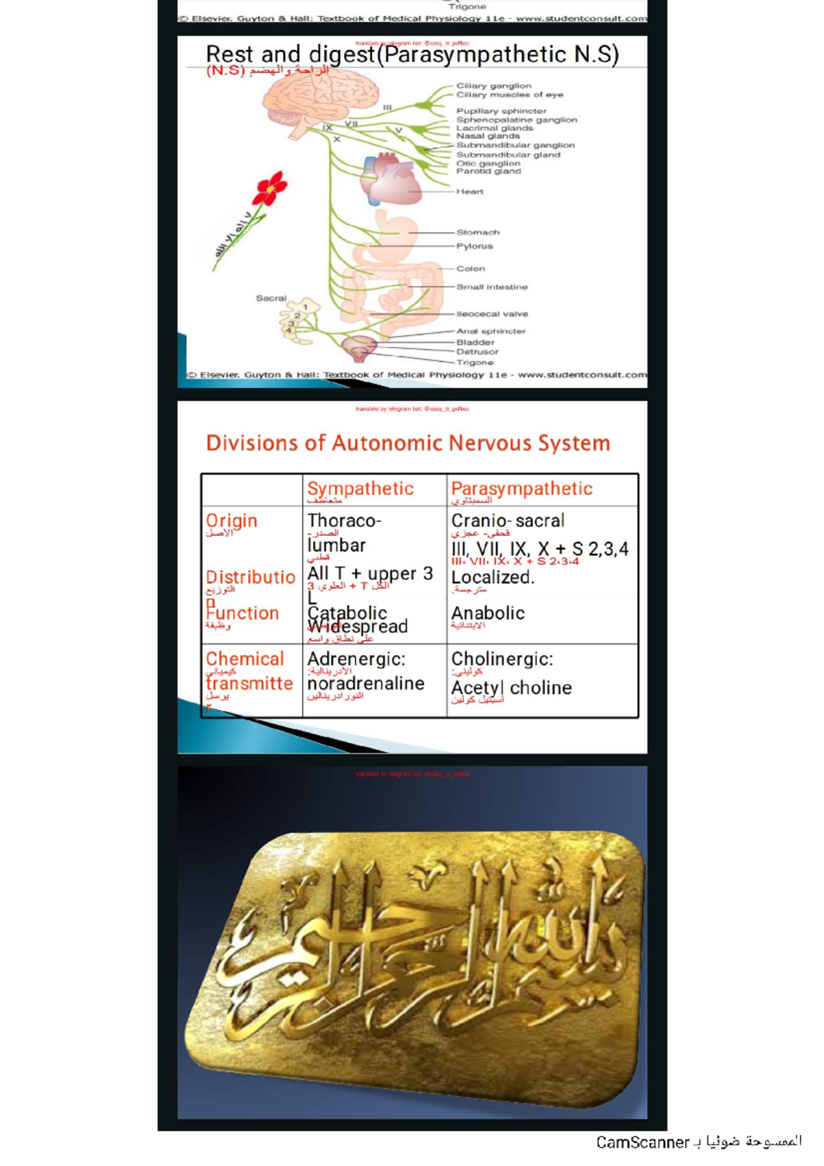 Divisions of Autonomic Nervous System - Lecture Notes - Studocu