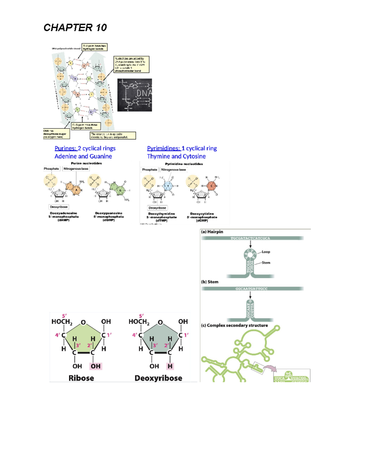 Genetics Exam 2 Study Notes: DNA Structure & Replication Insights - Studocu