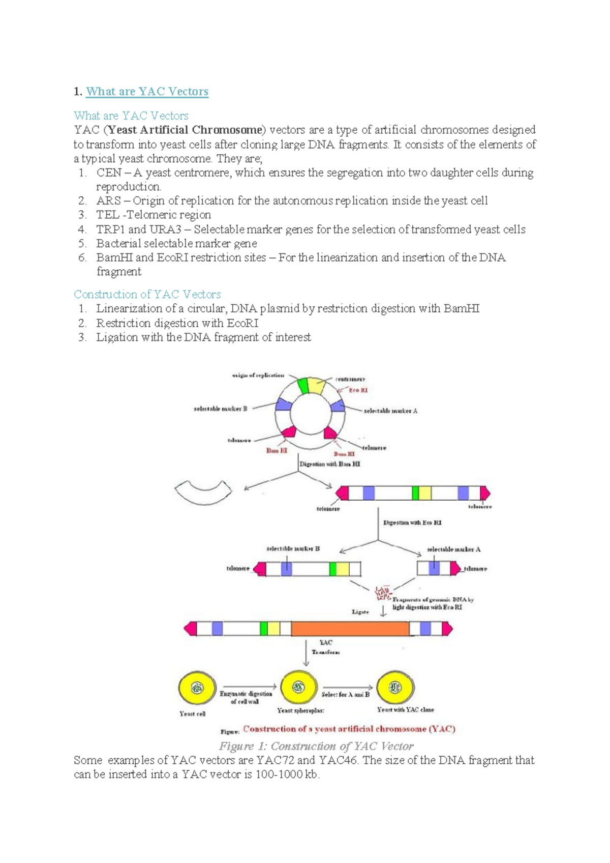 BACs and YACs - the notes is basically about the knowledge on vectors ...