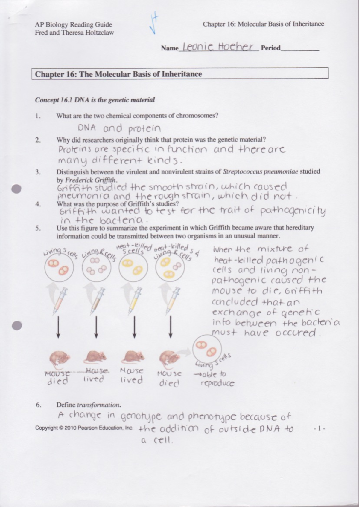 AP Bio Ch16 Reading Guide: Molecular Basis of Inheritance Notes - Studocu