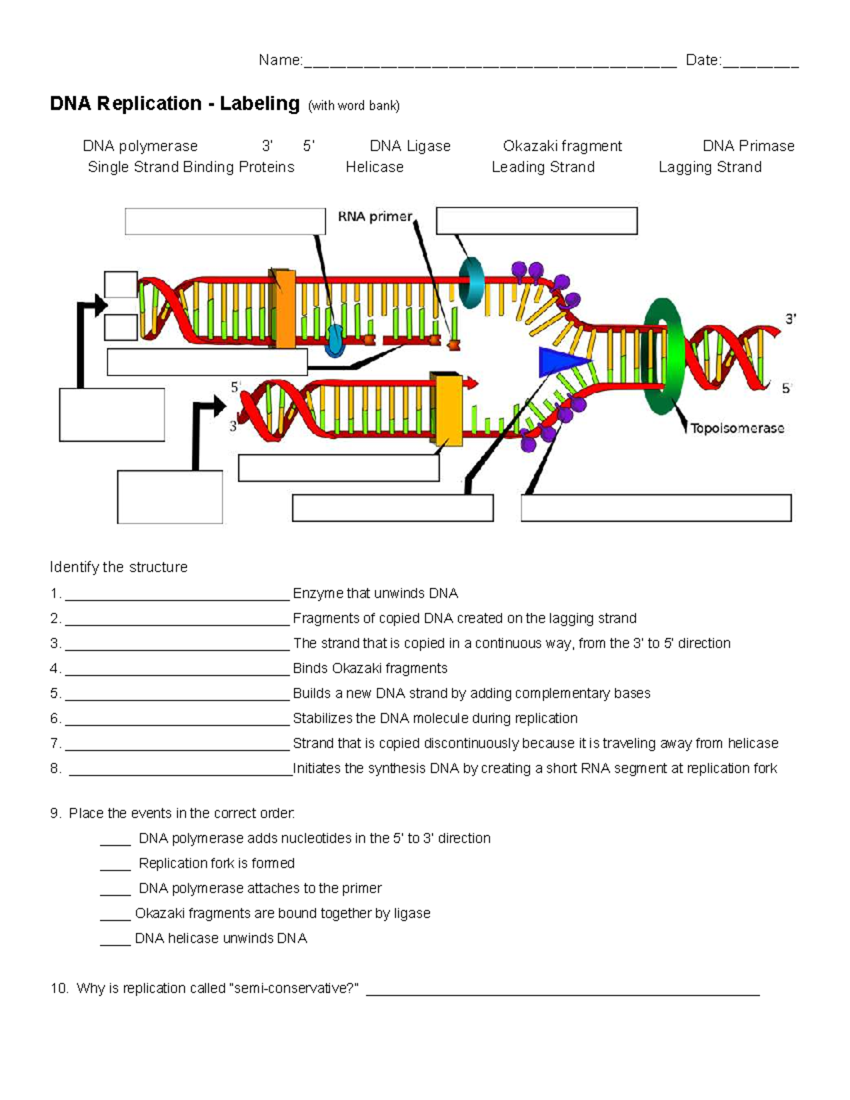 DNA Replication Labeling: Key Enzymes and Processes Explained - Studocu