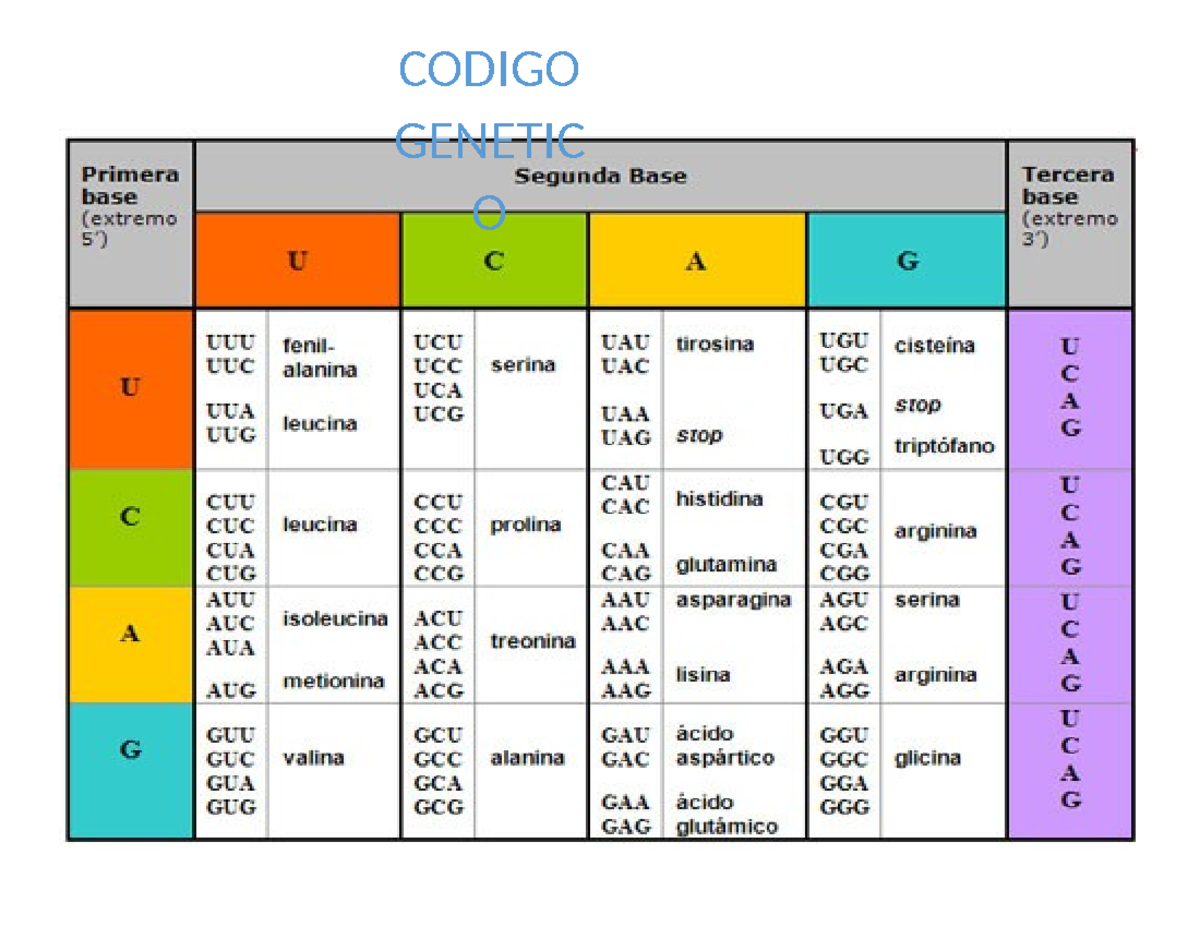 CODIGO GENETIC: Bases y Aminoácidos (Extremo 3) - Studocu