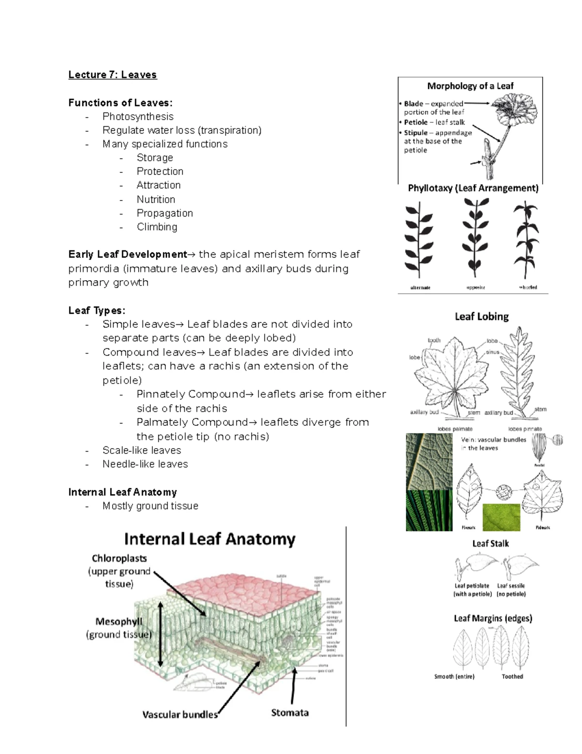 BIOL 101 Final Lab Report: Plant Cell Division Study - Studocu