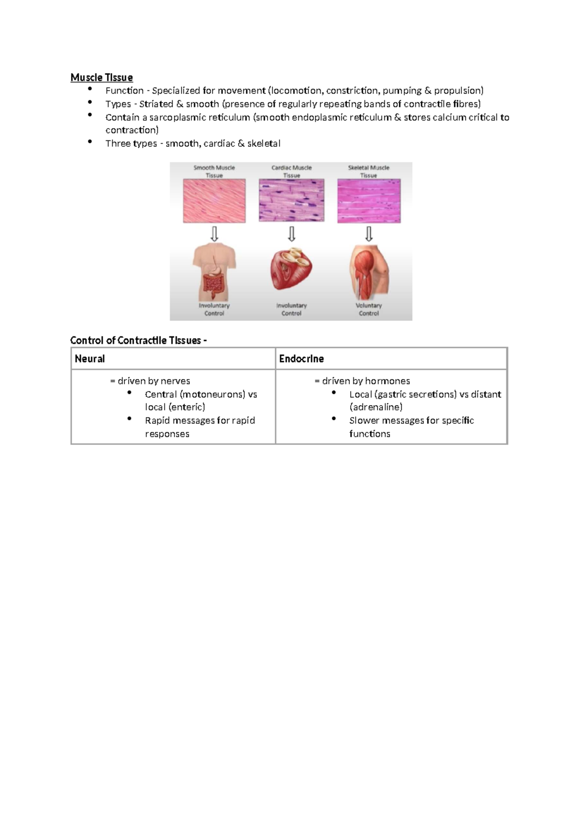Week 6 Lecture: Muscle & Nervous Tissue Functions and Systems - Studocu