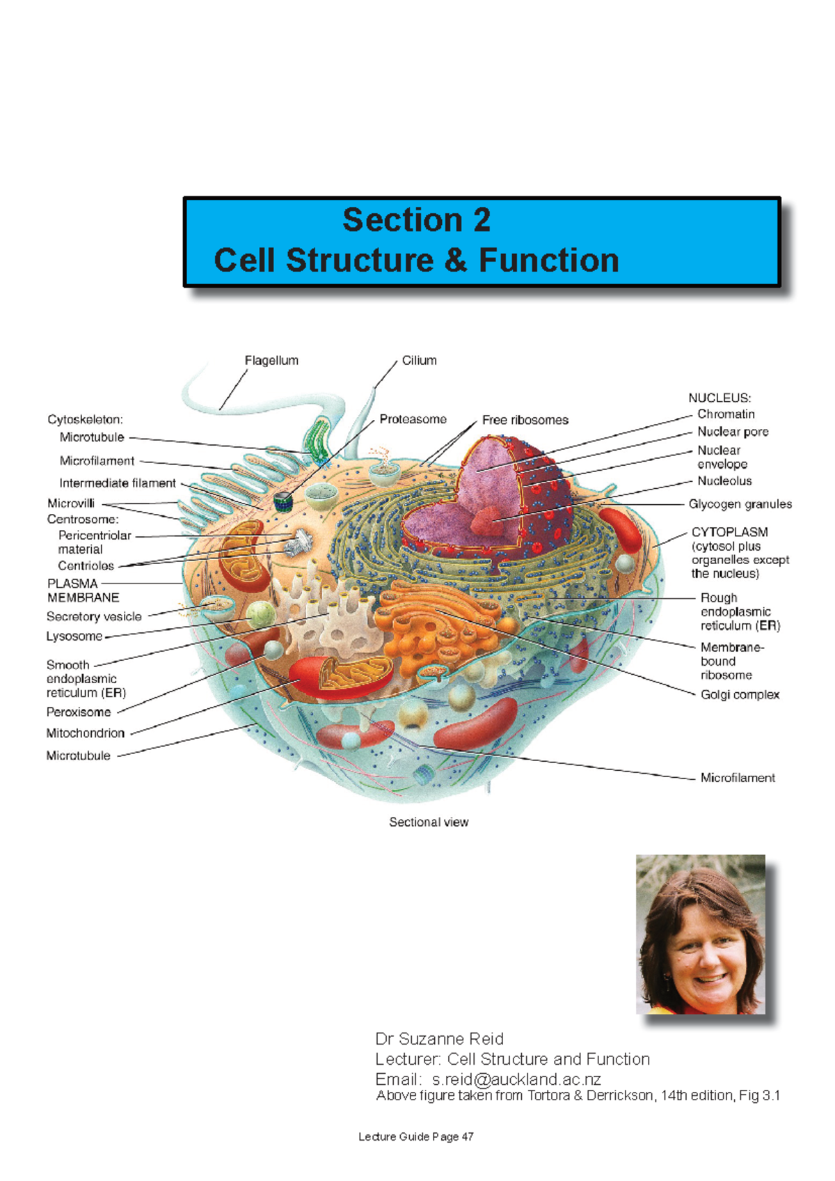 BIOSCI 107 Lecture 2021: Cellular Structure & Function Overview - Studocu