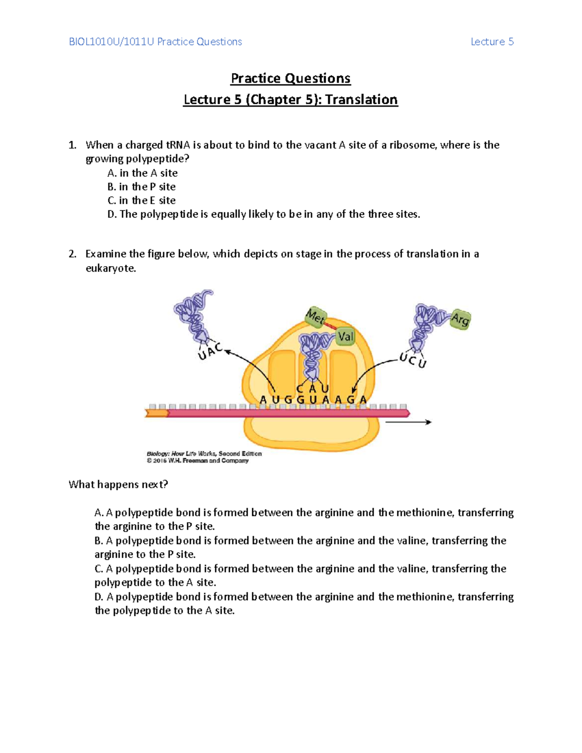 BIOL1010U/1011U Practice Questions - Lecture 5: Translation - Studocu