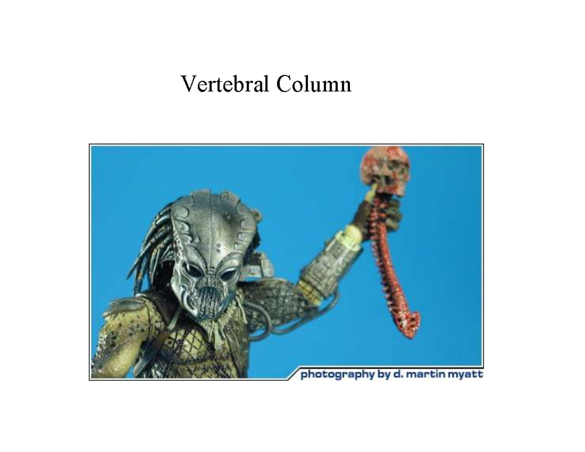 Vertebral Column Overview: Structure and Function (BIO 101) - Studocu