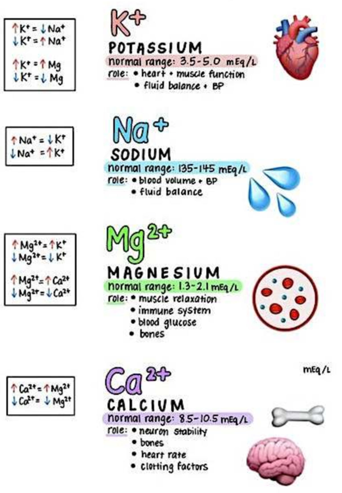 Picture 1 - Electrolyte inphographic - normal ranges and functions ...