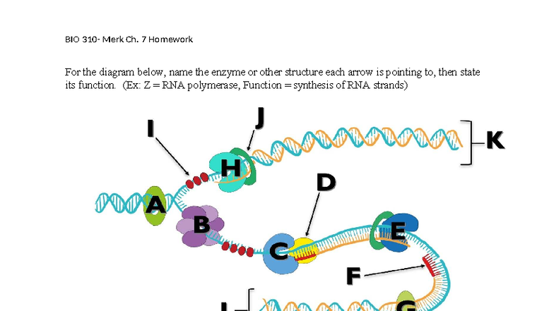 BIO Merk Ch. 7 Genetics Homework - DNA Replication Functions - Studocu