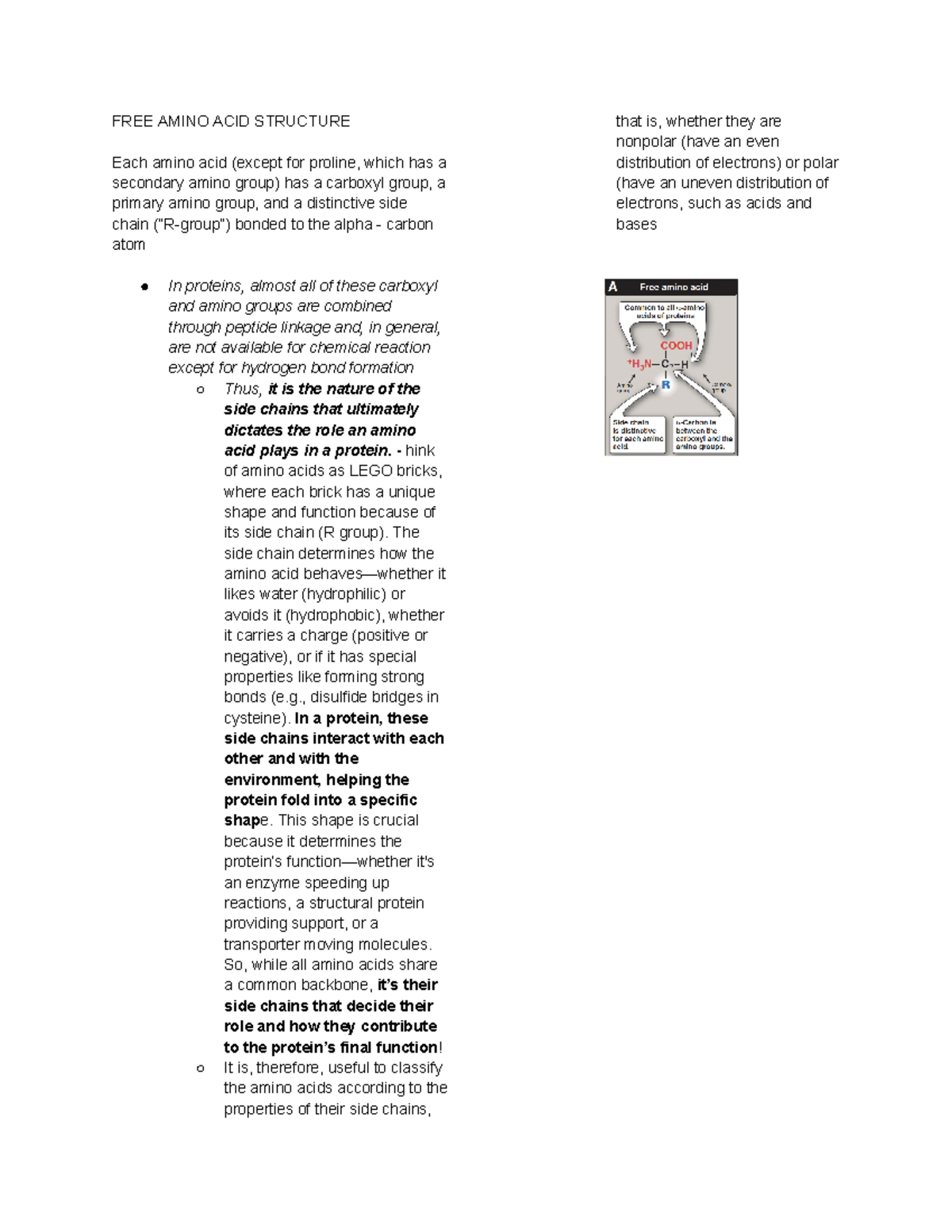 Protein Metab - review of amino acid structure - FREE AMINO ACID ...