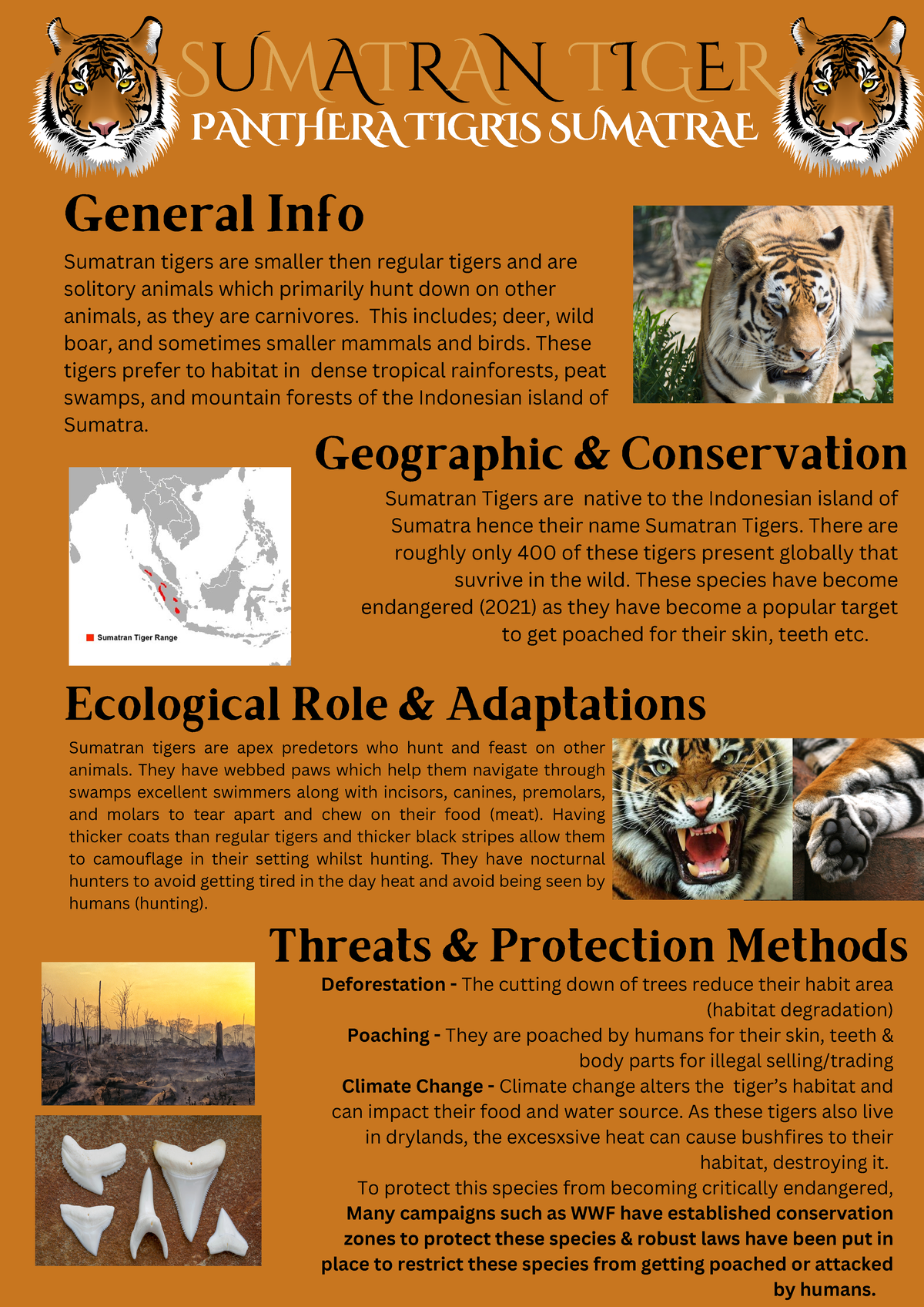 Bio A3 - Sumatran Tigers: Endangered Species Poster for Highschoolers ...