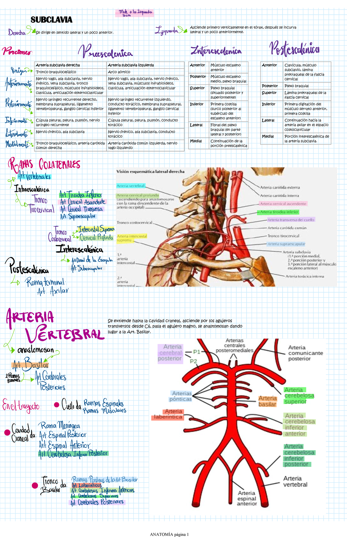 Anatomía de la Arteria Subclavia: Estructura y Función - Studocu