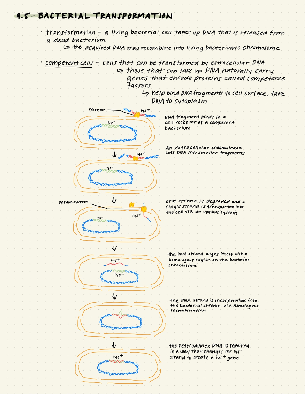 chapter 9 notes - TRANSFORMATION transformation a living bacterial cell ...