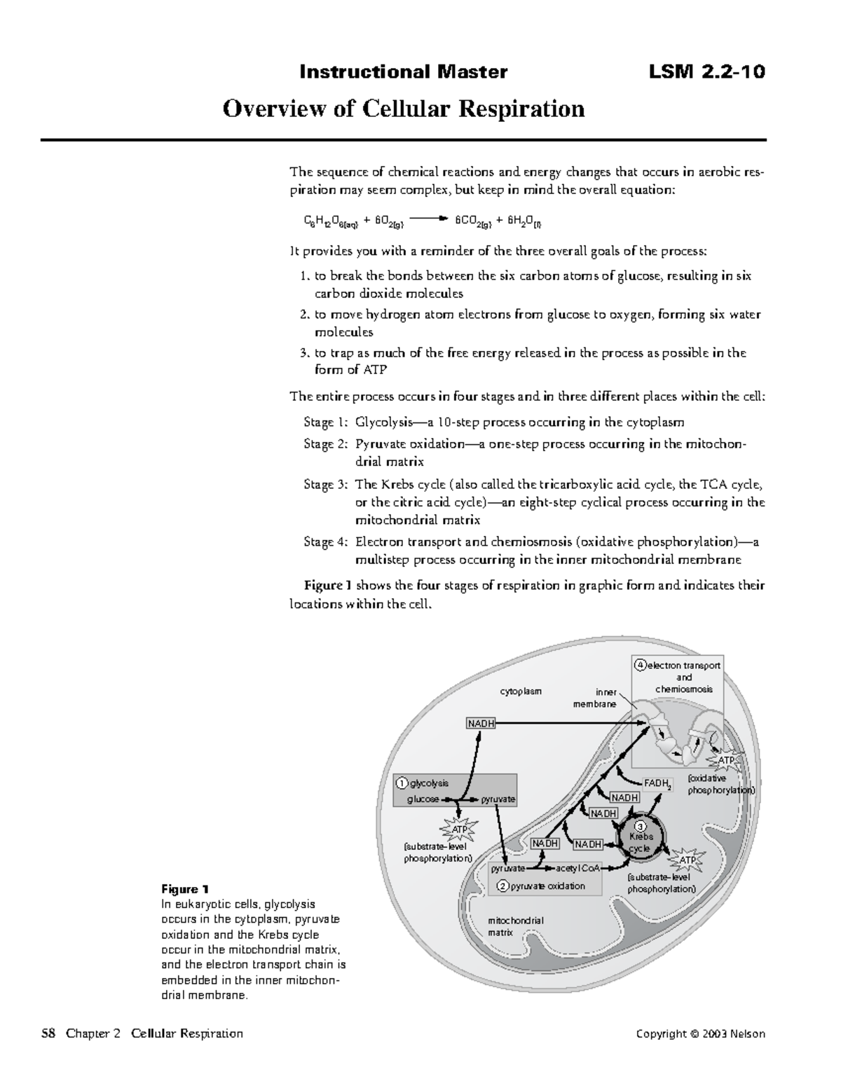 LSM 2.2-10 Overview of Cellular Respiration and Energy Changes - Studocu