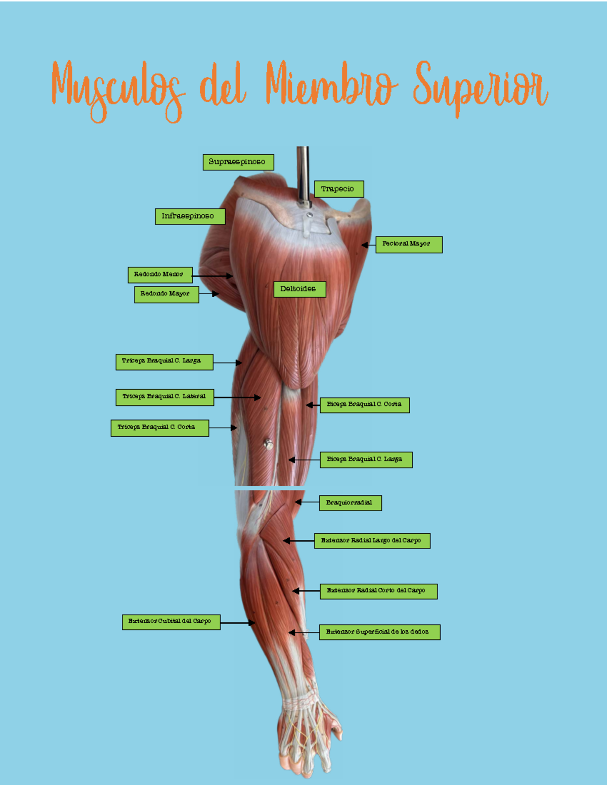 Apuntes de Anatomía. Tipos de articulaciones: sinoviales y sólidas, image size:1200x1553