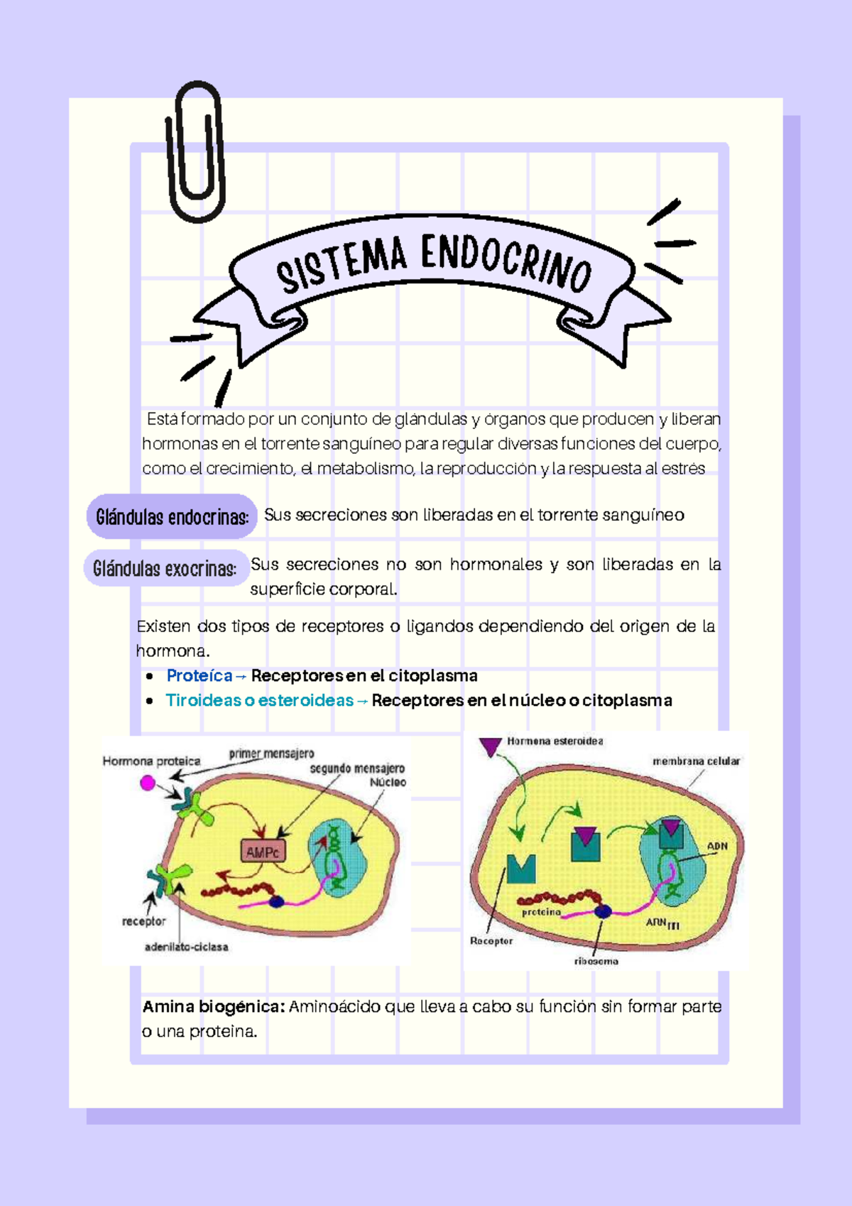 Sistema Endocrino: Resumen de Hormonas y Glándulas - MOORE - Document Preview