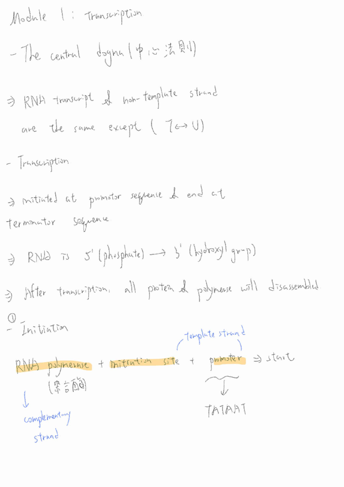 Biology 251002: Transcription and mRNA Processing Notes - Studocu
