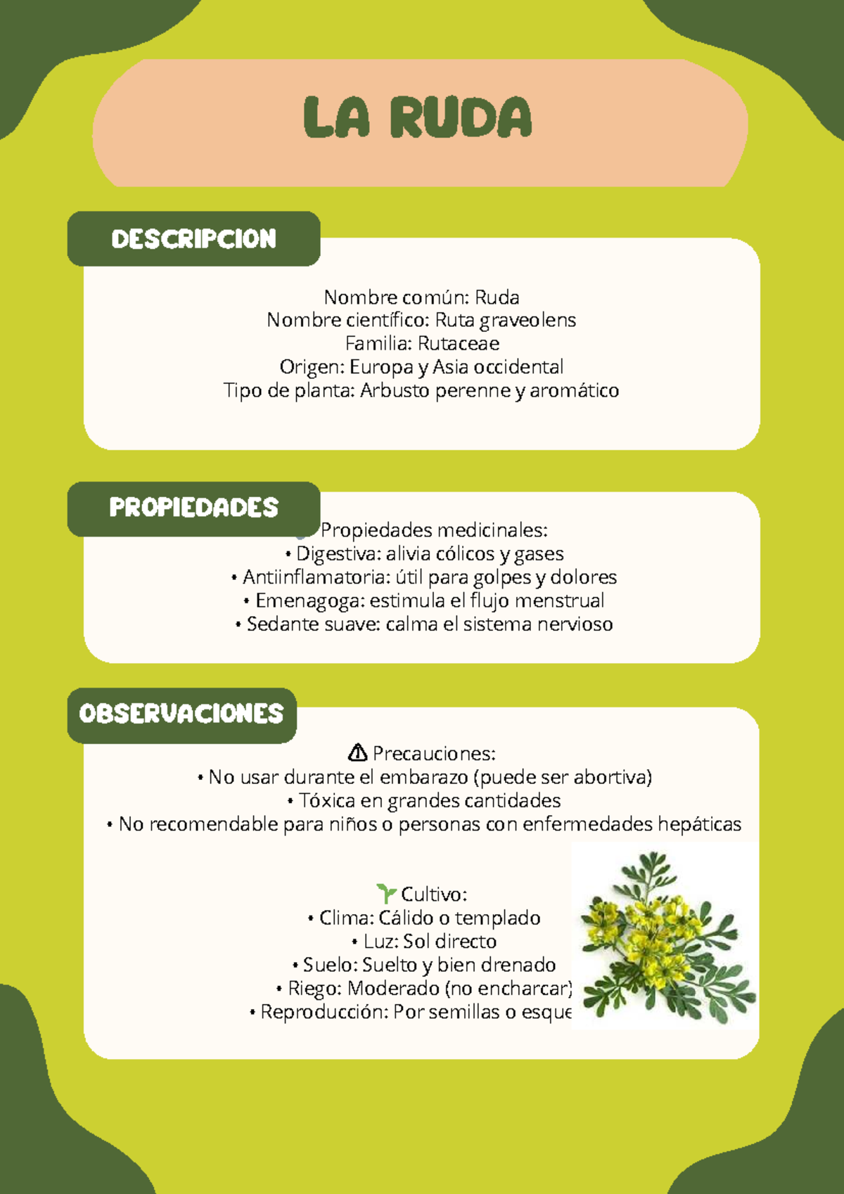 la-ruda-ruda-la-ruda-nombre-com-n-ruda-nombre-cient-fico-ruta