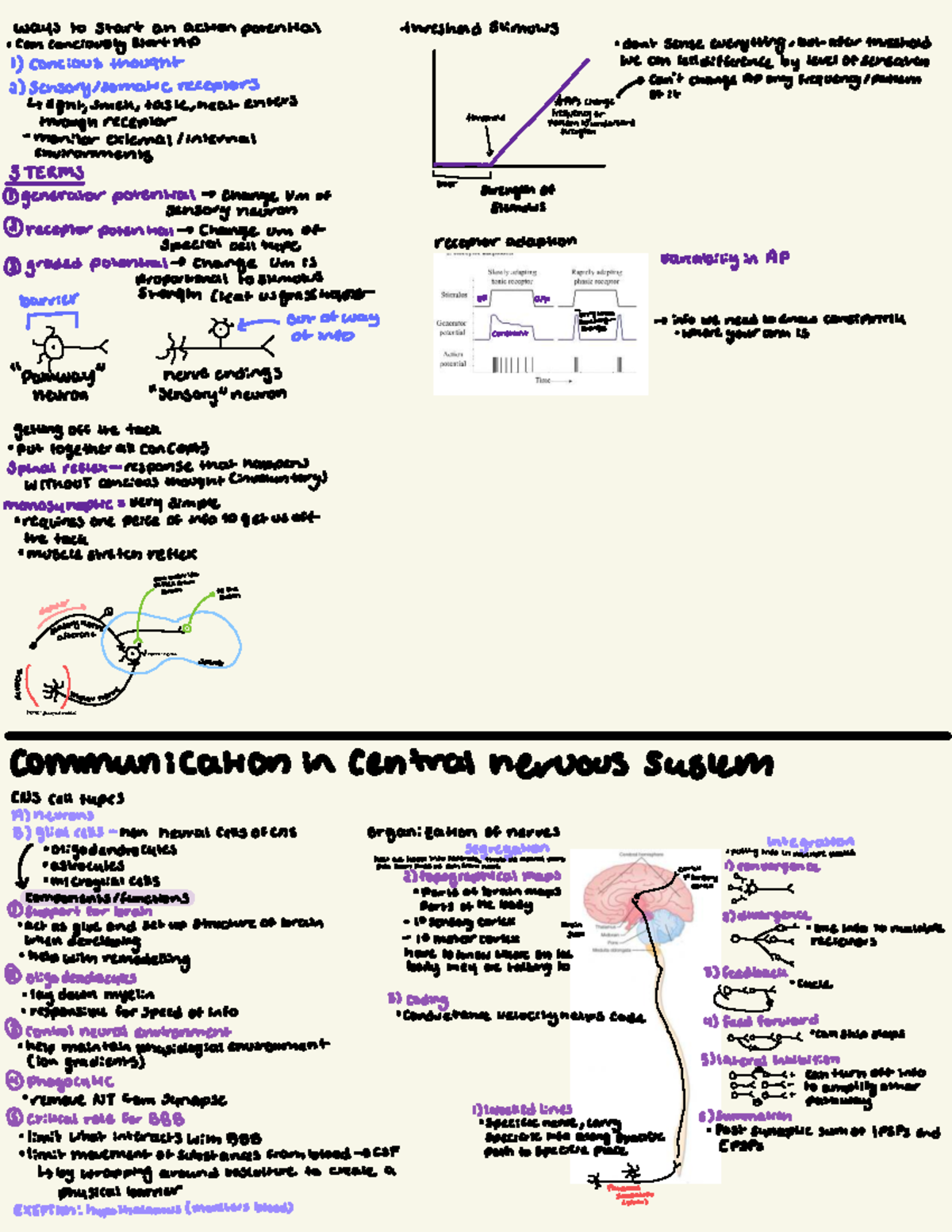 Lecture Notes: Understanding Action Potentials and Sensory Processing ...