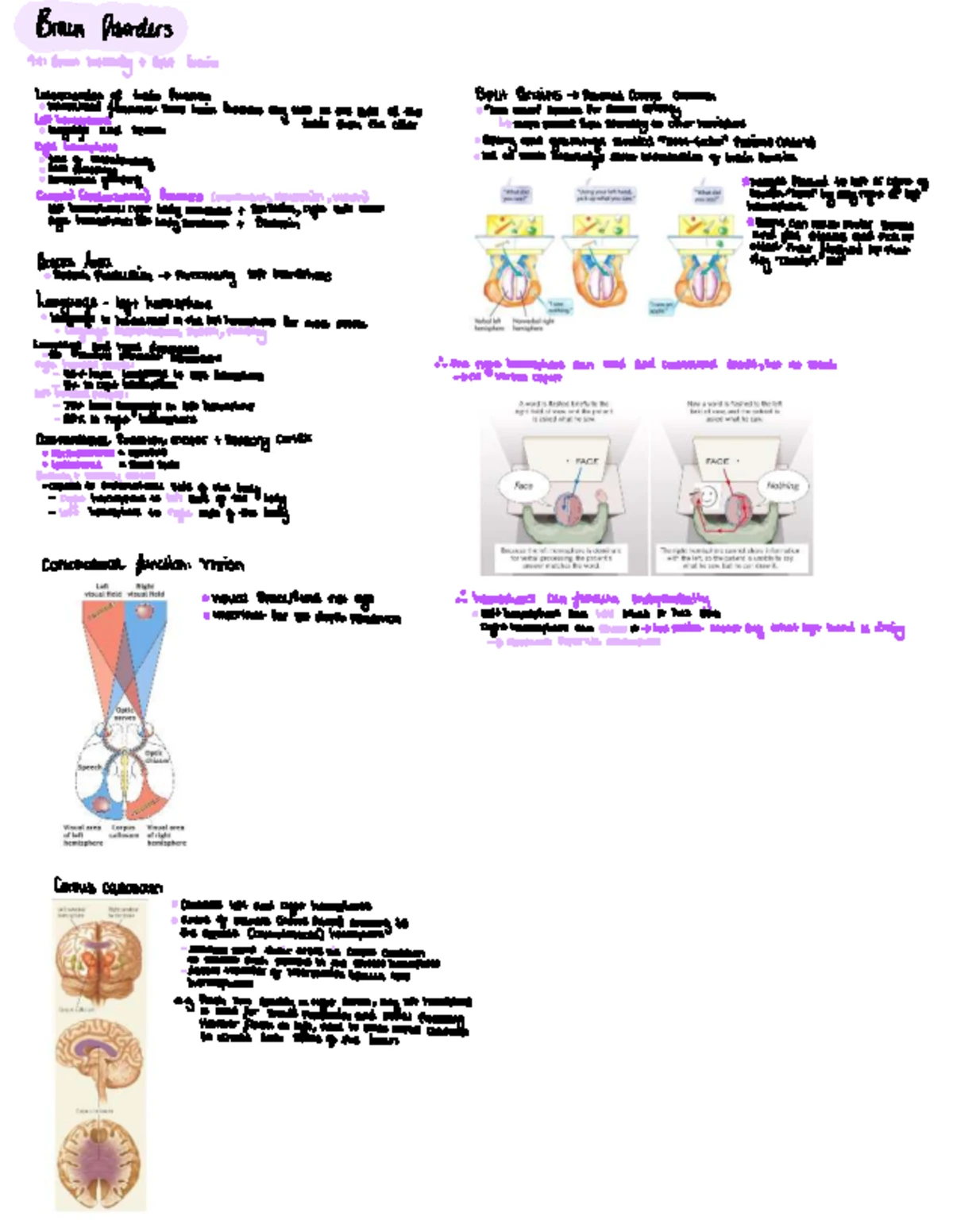 Module 2 Lecture Notes: Brain Anatomy and Function - Studocu