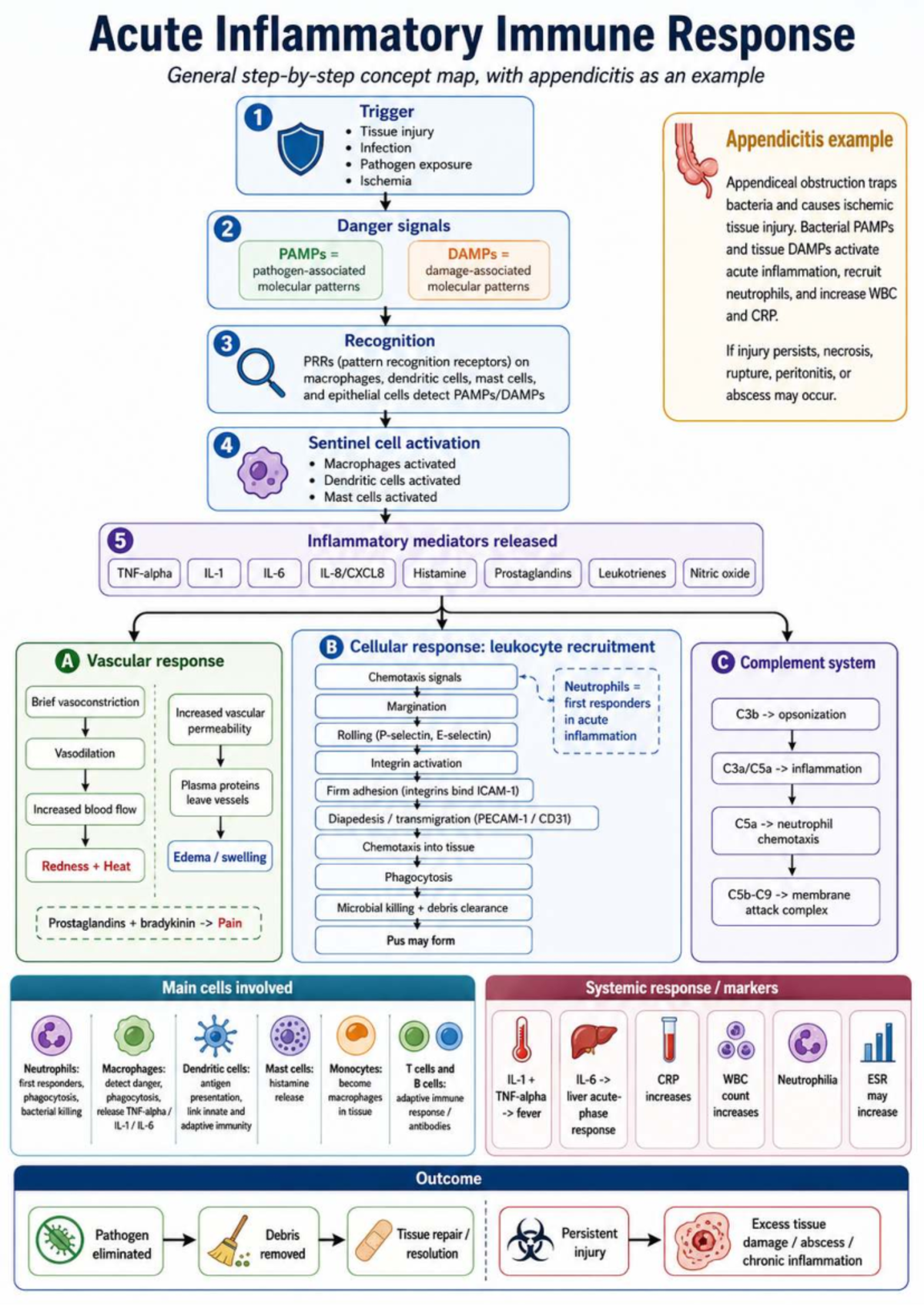 Acute Inflammatory Immune Response: Concept Map & Appendicitis Example ...
