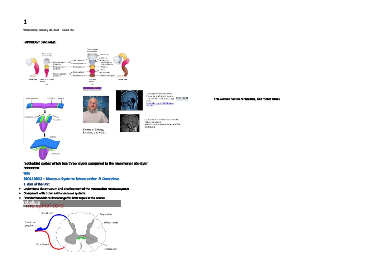 BIOL10832 Nervous System: Lecture 1 - Structure & Development Overview ...