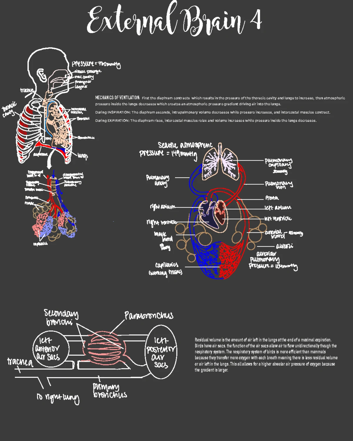 BIOL 220 Notes - External brain assignment - Assignment # ① evaporative ...