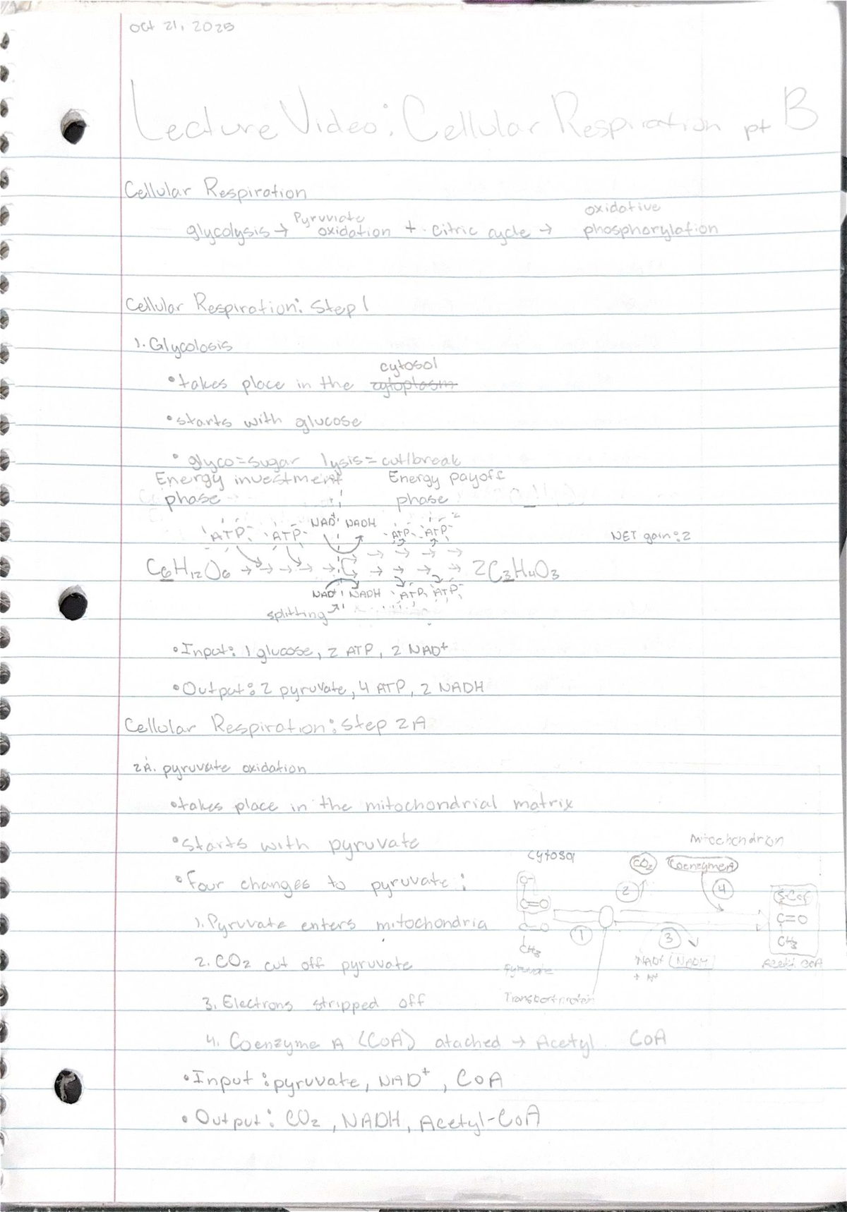 Final Exam Study Guide for Course XYZ101: Cellular Respiration Insights ...