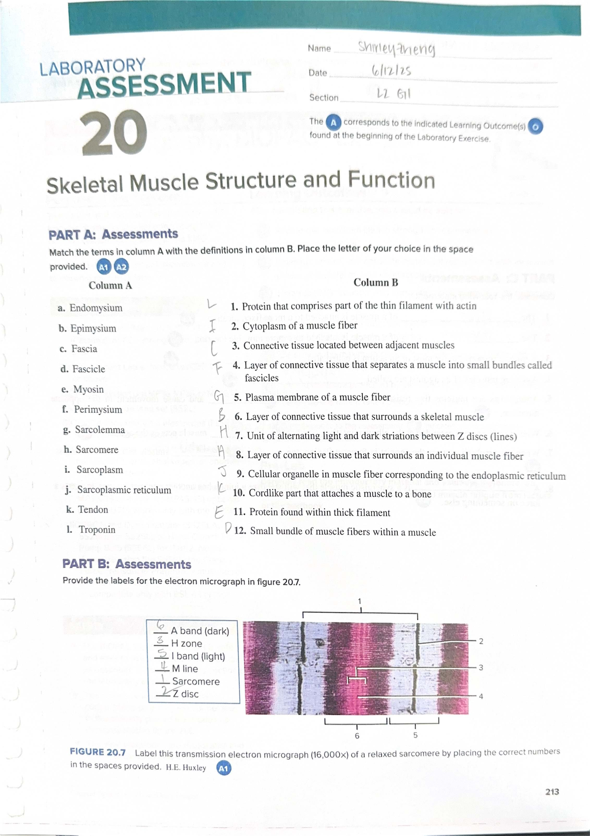 Lab 7 - Skeletal Muscle Structure & Function Assessment L2GII - Studocu
