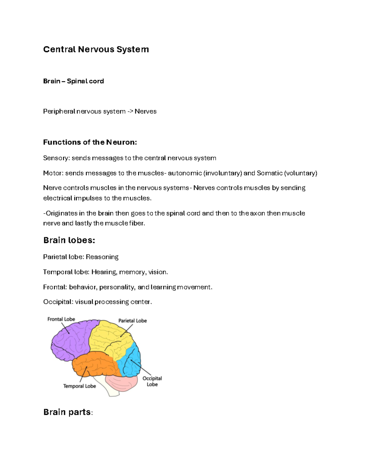 TEAS: Central Nervous System Overview and Functions - Studocu