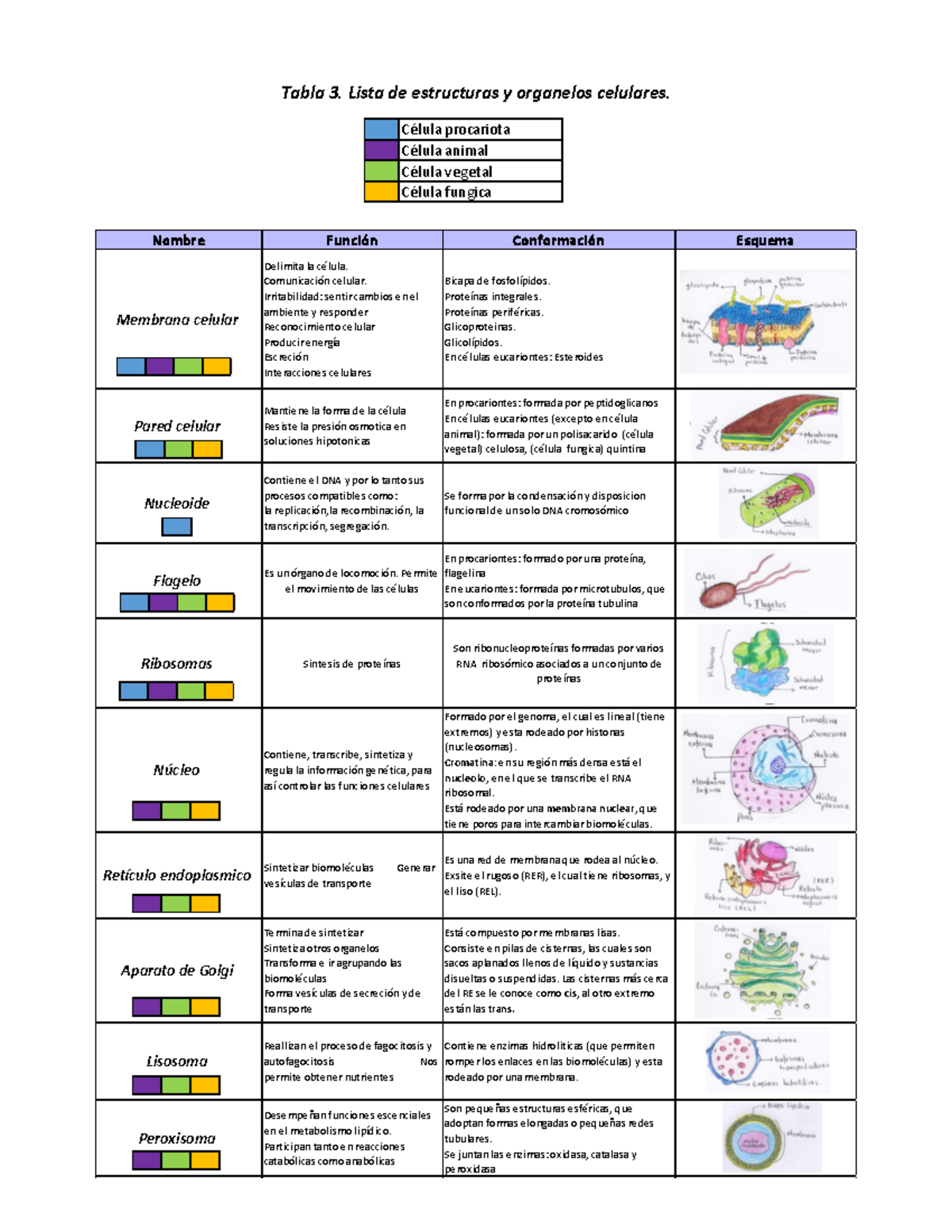 Estructuras y Funciones de Organelos Celulares: Guía Completa - Document Preview